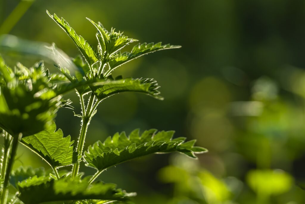 Frische Brennnessel verwenden: Rezepte, Sammelhinweise & Anwendung Selective Focus Shot Growing Green Plants With Greenery Background 1024x685