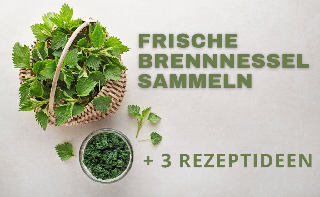 Frische Brennnessel verwenden: Rezepte, Sammelhinweise & Anwendung frische brennnessel sammel rezepte