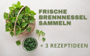 frische brennnessel sammel rezepte