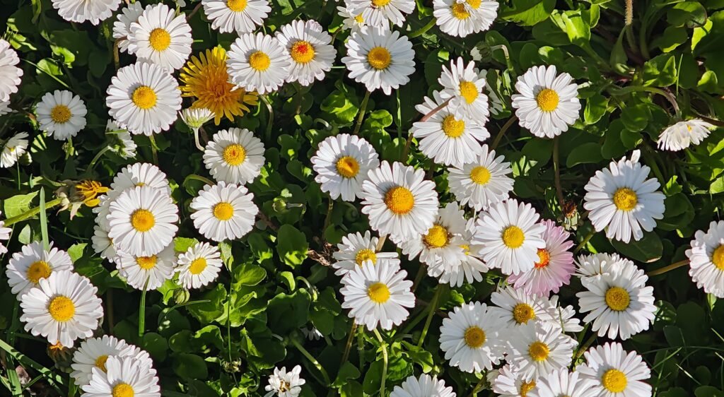 DIY Pflege aus Gänseblümchen pexels sibel kubas 1634030586 37460185
