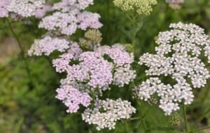 Heimische Räucherkräuter vorlage pinterest 100 virale pins verkauf 20261023 100740 0000