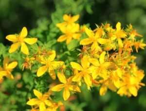 Heimische Räucherkräuter vorlage pinterest 100 virale pins verkauf 20261023 101208 0000